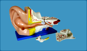 Urinary System Model, Kidney Model, Joints Model, Wrist Joint Model, Ankle Joint Model, Elbow Joint Model, Knee Joint Model, Shoulder Joint Model,  Hip Joint Model, Teeth Model, Charts on First Aid, Skeleton System Chart, Muscular System Chart, Joint and ligament, Nervous System � Brain Chart, Spinal Chord Chart,  Cardiovascular system Chart, Respiratory system Chart, Lungs Chart, Trachea Chart, Larynx Chart, Digestive System Chart, Oral Cavity Chart, Teeth Chart, Stomach Pancreas and spleen 