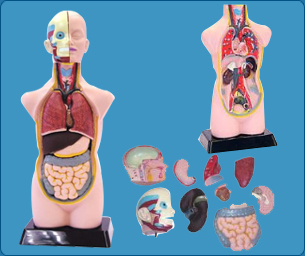 Manikin for demonstrating nurse procedures � Adult Female, Manikin for demonstrating nurse procedures � Child, Manikin for demonstrating nurse procedures � New Born, Manikin for demonstrating nurse procedures � CPR, Nurse Training Manikins, Nursing Training Manikins, Fundamental Nursing Laboratory Model, Fundamental Nursing Laboratory Material, Nutrition Laboratory Material, Nutrition Laboratory Model, Anatomy And Physiology Laboratory Material, Anatomy And Physiology Laboratory Model, Community Health Laboratory Material, Community Health Laboratory Model, Audio Visual Aids, Over Head Projectors, OHP, Epidiascopes�, Epidiascopes,