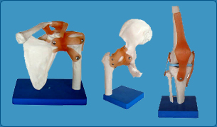 Urinary System Model, Kidney Model, Joints Model, Wrist Joint Model, Ankle Joint Model, Elbow Joint Model, Knee Joint Model, Shoulder Joint Model,  Hip Joint Model, Teeth Model, Charts on First Aid, Skeleton System Chart, Muscular System Chart, Joint and ligament, Nervous System � Brain Chart, Spinal Chord Chart,  Cardiovascular system Chart, Respiratory system Chart, Lungs Chart, Trachea Chart, Larynx Chart, Digestive System Chart, Oral Cavity Chart, Teeth Chart, Stomach Pancreas and spleen 