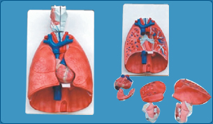 Urinary System Model, Kidney Model, Joints Model, Wrist Joint Model, Ankle Joint Model, Elbow Joint Model, Knee Joint Model, Shoulder Joint Model,  Hip Joint Model, Teeth Model, Charts on First Aid, Skeleton System Chart, Muscular System Chart, Joint and ligament, Nervous System � Brain Chart, Spinal Chord Chart,  Cardiovascular system Chart, Respiratory system Chart, Lungs Chart, Trachea Chart, Larynx Chart, Digestive System Chart, Oral Cavity Chart, Teeth Chart, Stomach Pancreas and spleen 